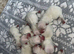 West highland terrier puppies for sale