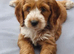 Cockapoo Puppies