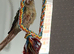 Two lovely conures