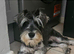 Miniture schnauzer for sale