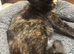 6 gorgeous kittens