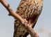 2x male cut throat finches 1 male owl finch