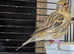 4 canaries