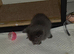 1 Male Grey kitten