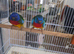 Splendid grass parakeet males