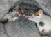 beautiful babies for sale