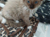 2 Pure Mitted Ragdoll Kittens.