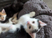 Kittens for sale ready now
