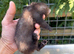 Semi angora hob ferret white bib