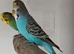 Young budgies for sale .