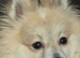 Male Pomeranian