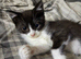 Kittens for sale