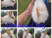 3 lionhead babies