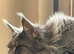 Mainecoon kittens - TICA Registered