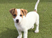 Traditional short-legged Jack Russell puppies.