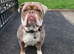 7 Olde English bulldog puppies for sale