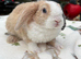 Two beautiful mini plush lops