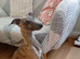 Beautiful 6month old brindle bitch available now.