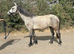 3 year old registered Connemara 143cm