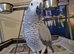 Buitiful Congo African grey forsale