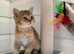 BSH Pedigree Rare to UK Shaded colours