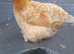 Gold pekin chicken