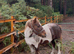 10.2hh full up Shetland cross Dartmoor hill
