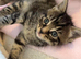 3 stunning girl kittens
