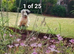 Sealyham Terrier