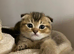 Pure Breed Scotish Straight/Fold Kittens. Delivery available.