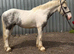 15hh | 5-Year-Old Cob Gelding