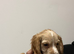 ** working Cocker spaniel Puppies **