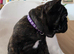 Ready Now – Last 2 French Bulldog Boys Available