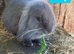Baby Mini Lion Lops & Mom