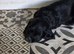 4 male cocker spaniel puppies