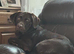 Mastador puppies