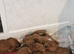 F1b red cockapoo puppies
