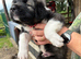 Coming soon! 7 beautiful, big, chunky pure bred Caucasian Shepherd pups for sale.