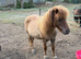 Beautiful dun Shetland pony