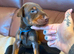 Beautiful family dobermanns