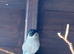 Pair British bullfinches
