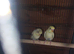 Rec / Pied baby Budgies