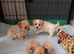 Heavenly maltipoo puppies!