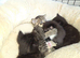Russian blue tabby babies