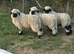 VALAIS WETHER LAMBS