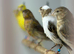 Canaries