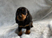 Miniature dachshund