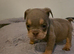 Absolutely adorable English bulldog baby's for sale