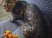 16 month old bengal phoeae