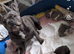 French bulldog puppies